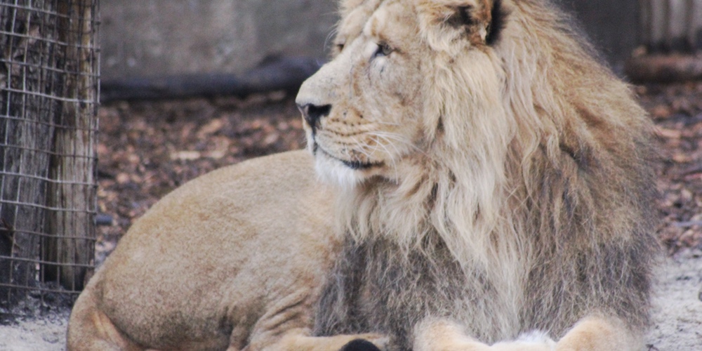dierentuin blijdorp oermensjes eropuitjes